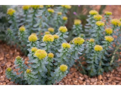 Rhodiola rosea